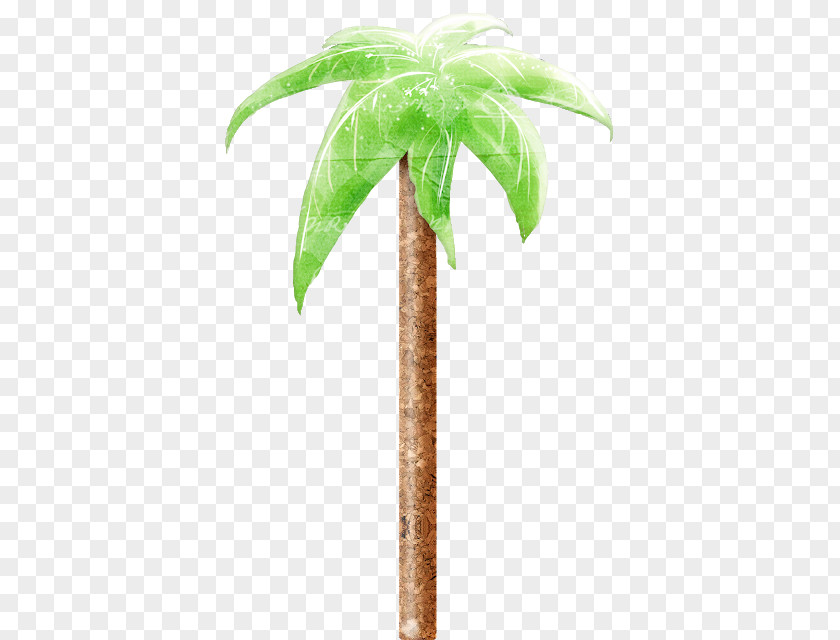 Palm Tree Coconut Trees Flowerpot Date Plants PNG