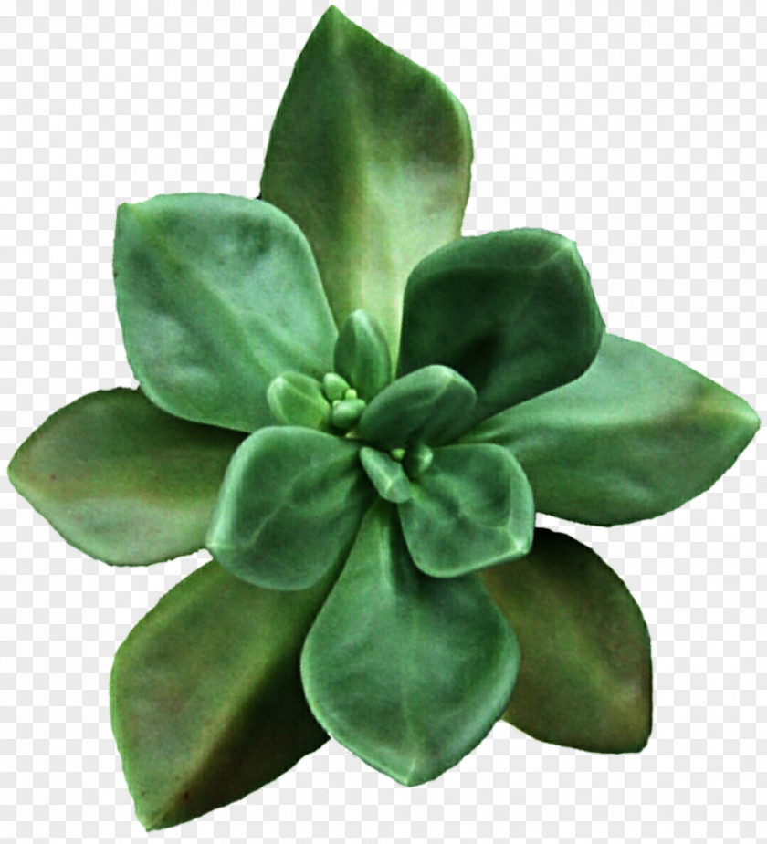 Succulent Plant Flower Clip Art PNG