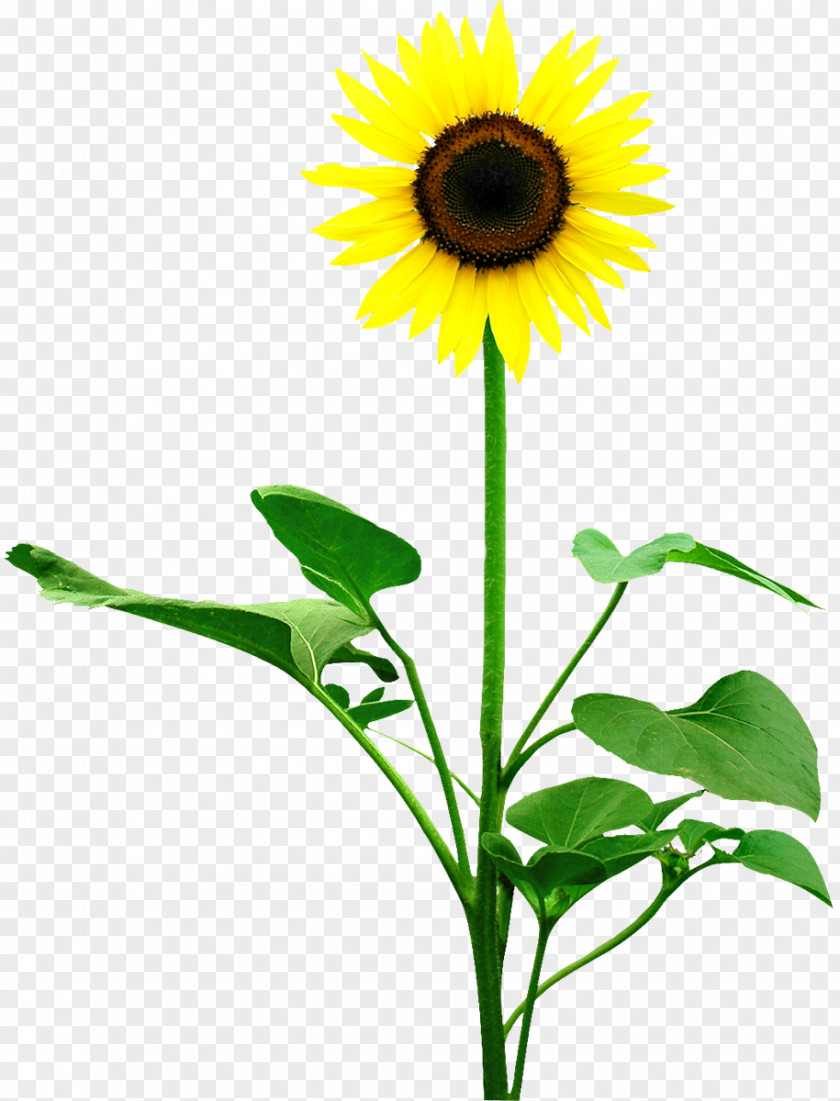 Sun Flower Common Sunflower Leaf Money Photography PNG