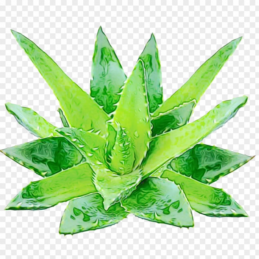 Agave Aloe Leaf Green Plant Terrestrial Houseplant PNG