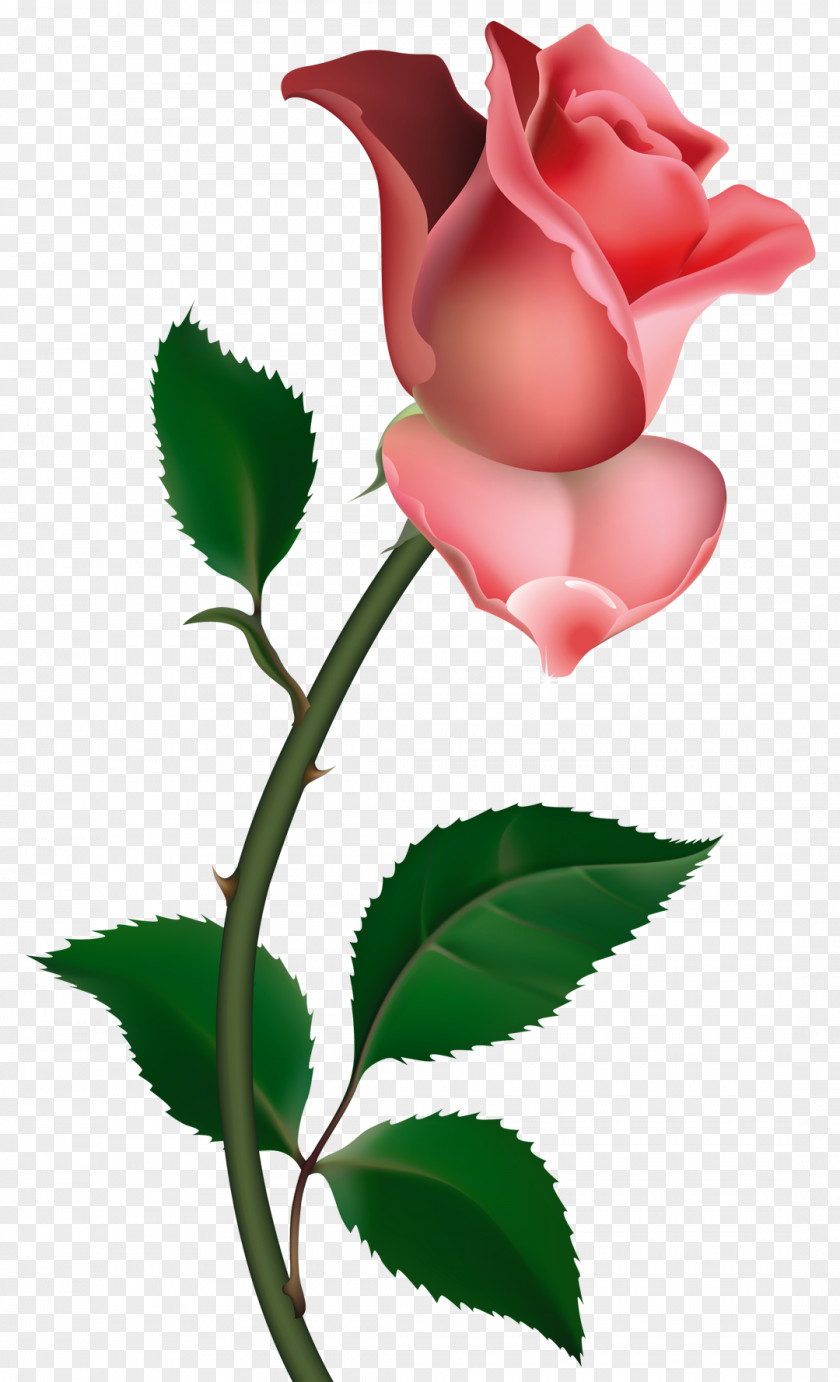 Clipart Rose Picture Bud Clip Art PNG
