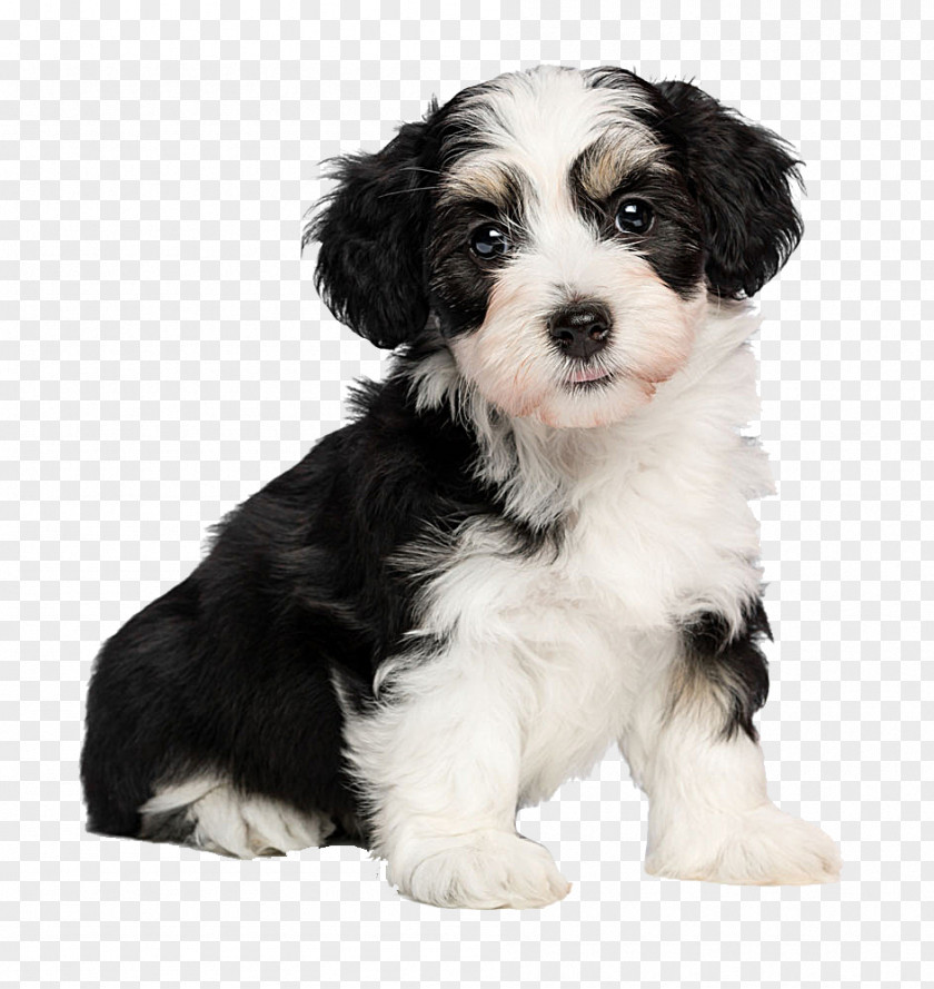 Meng Pet Puppy Havanese Dog Border Collie Poodle Bichon Frise Maltese PNG
