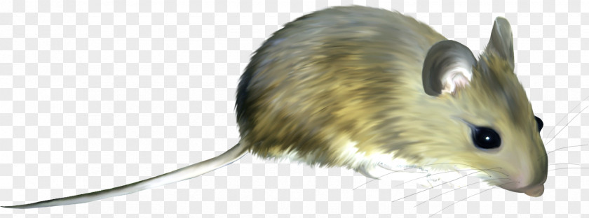 Mouse Computer Rodent Cat Clip Art PNG