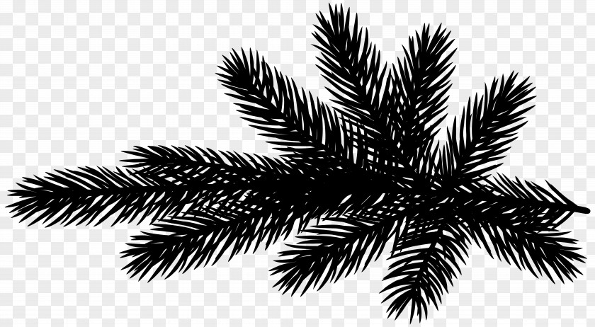 Palm Trees Pine Family PNG