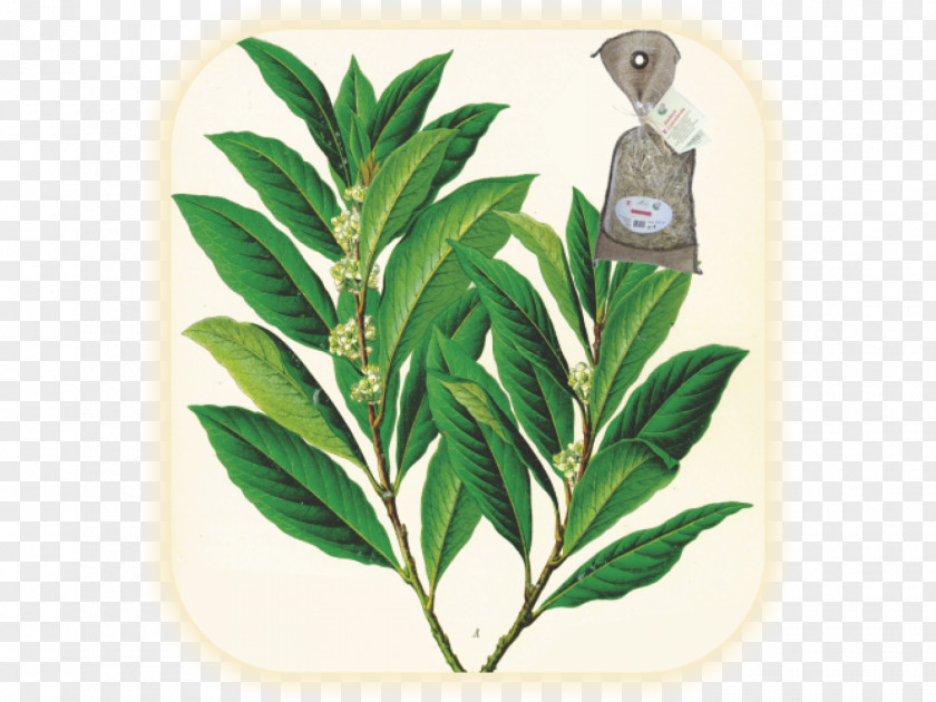 Plant Köhler's Medicinal Plants Bay Laurel Leaf PNG