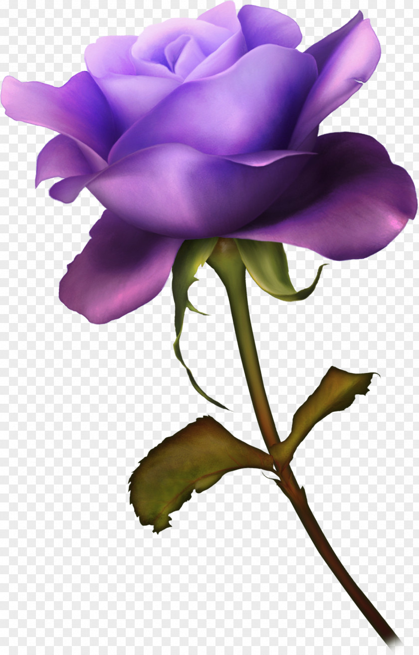 Barnali Bagchi Garden Roses Cabbage Rose Ты — моя нежность Desktop Wallpaper Clip Art PNG
