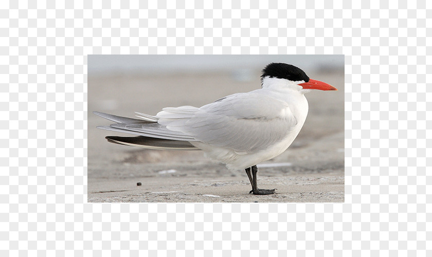 Bird Gulls Water Wader Beak PNG