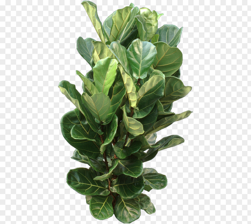 Fiddle Leaf Fiddle-leaf Fig Weeping Common Houseplant PNG