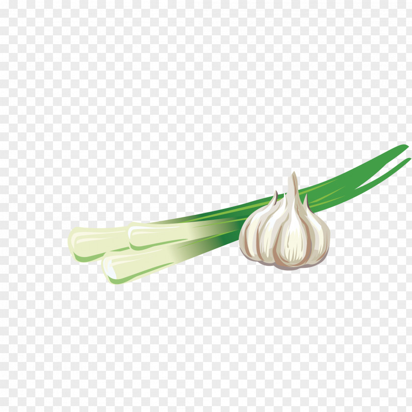 Garlic And PNG