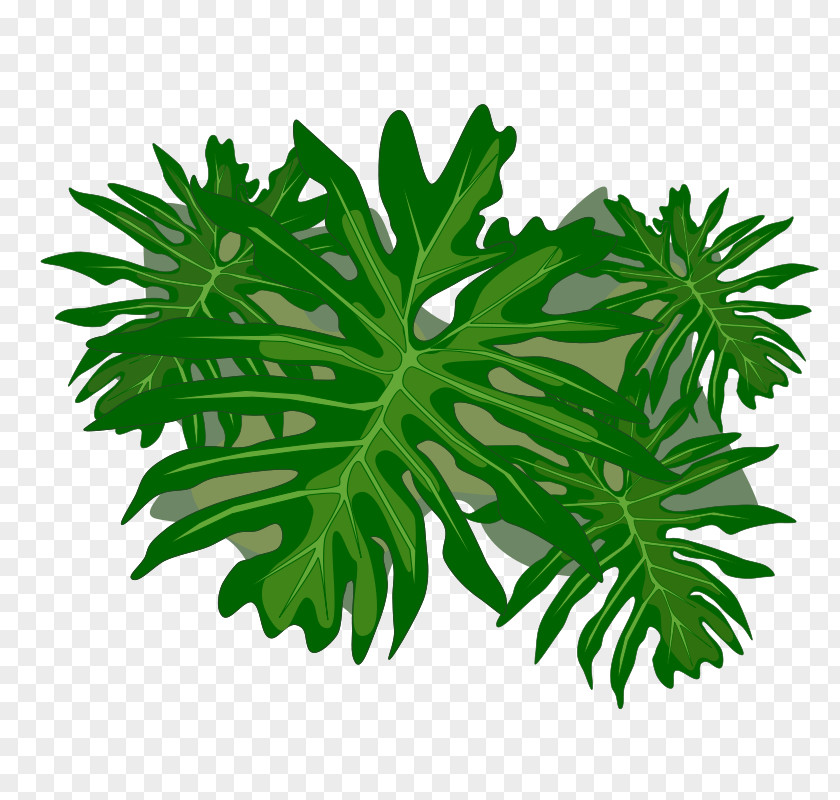 Leaf Philodendron Undulatum Clip Art PNG