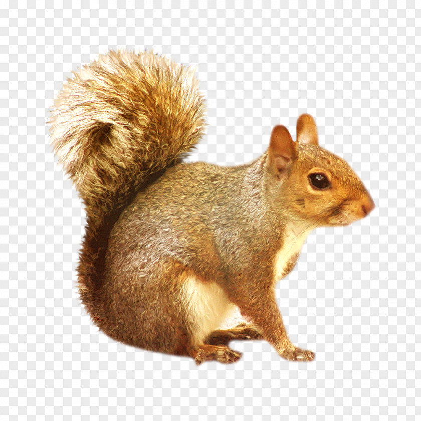 Squirrel Eastern Gray Rodent Clip Art PNG