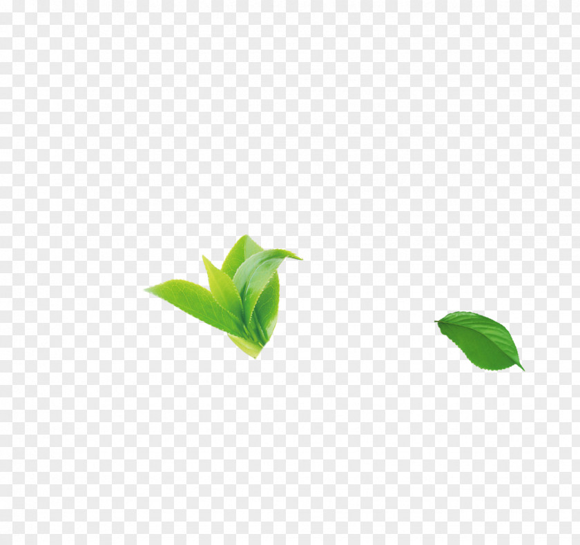 Tea Green Leaf Pattern PNG