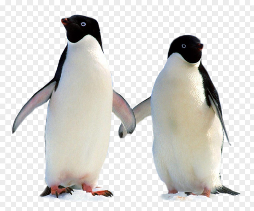Two Penguins PNG