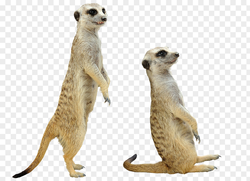 Suricato Meerkat Mongoose Image Stock Photography Illustration PNG