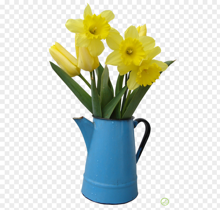 Vitae Daffodil Photography Flower Clip Art PNG