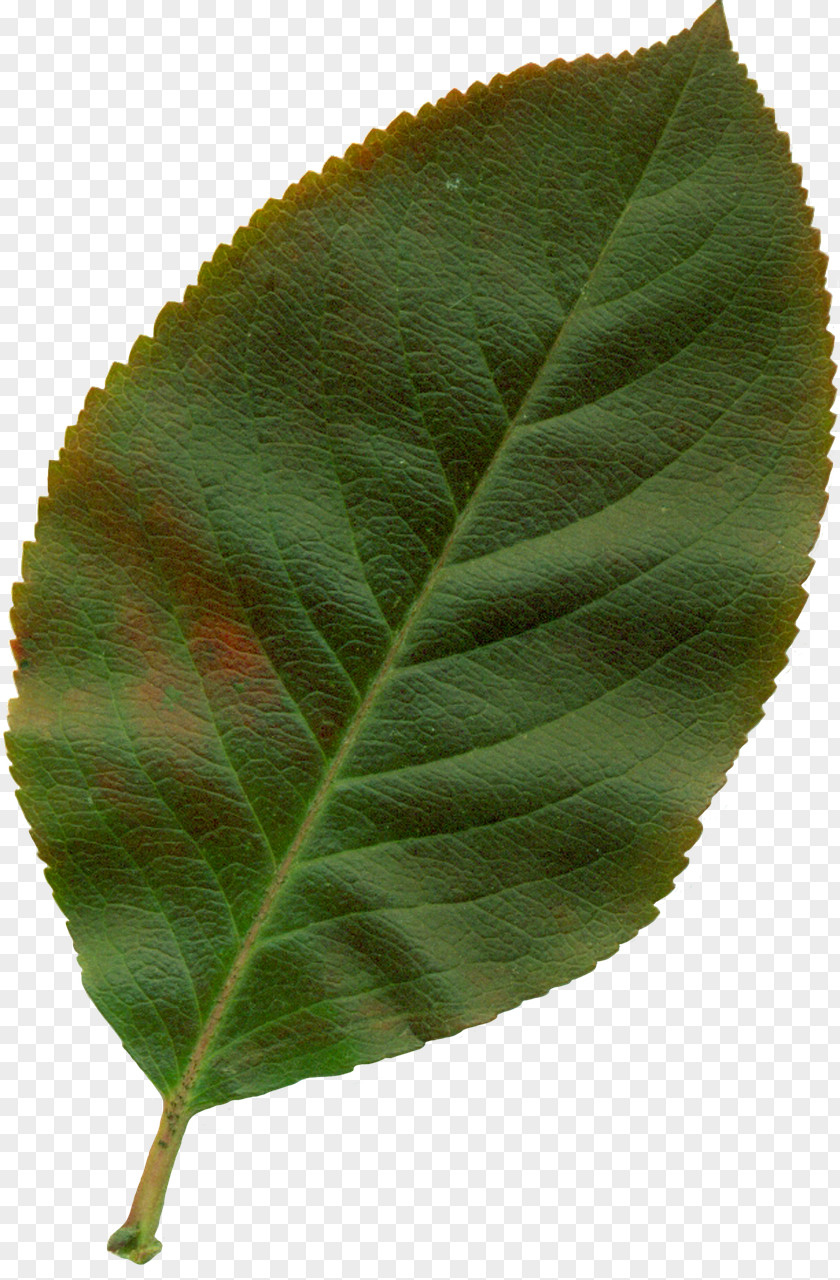 Leaf Autumn Color Plant Clip Art PNG