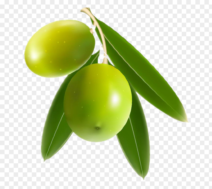 Mango Benishan Olive Clip Art PNG