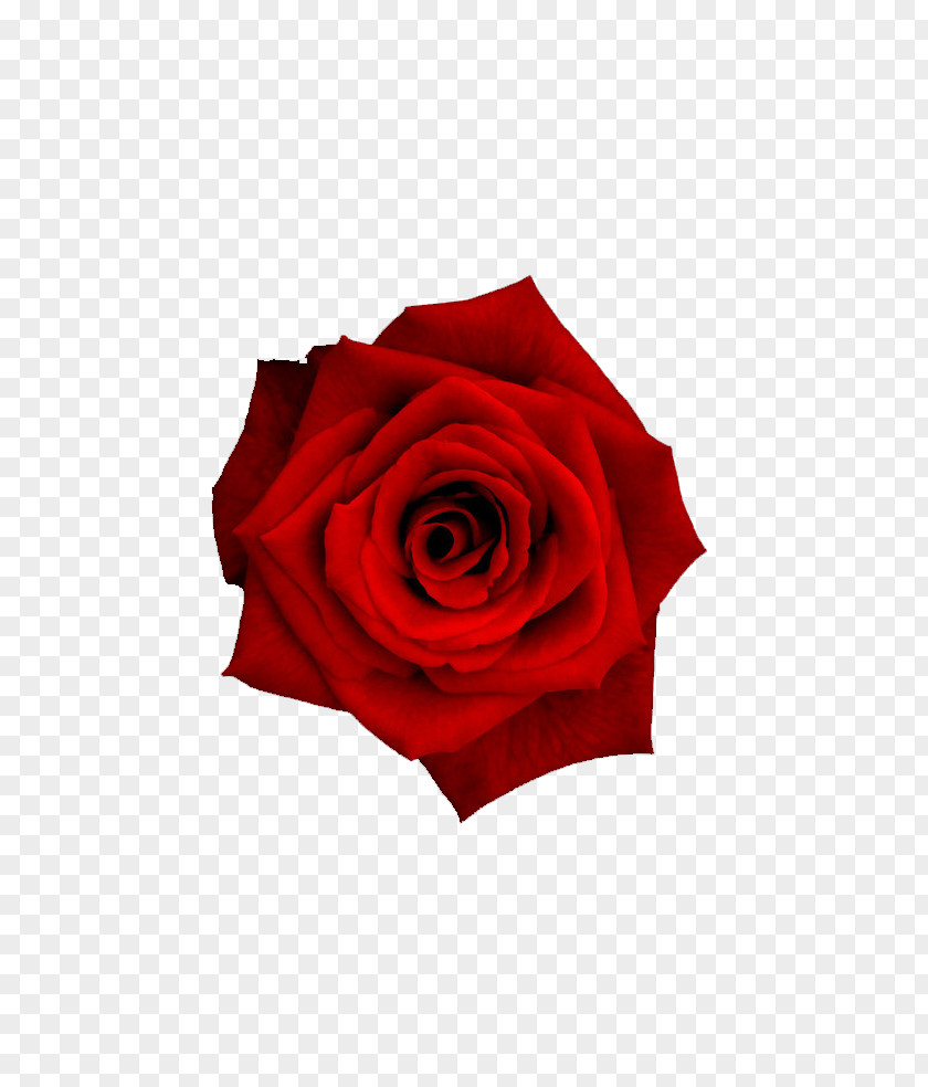 Red Rose Flower Petal PNG