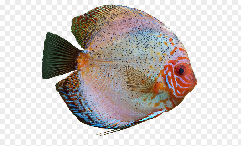 Aquarium Symphysodon Aequifasciatus Angelfish Discus Cichlid PNG