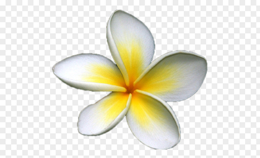 Frangipani Drawing Clip Art PNG