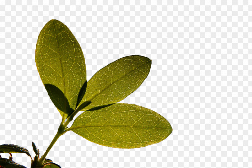 Green Leaves Backlight Download PNG