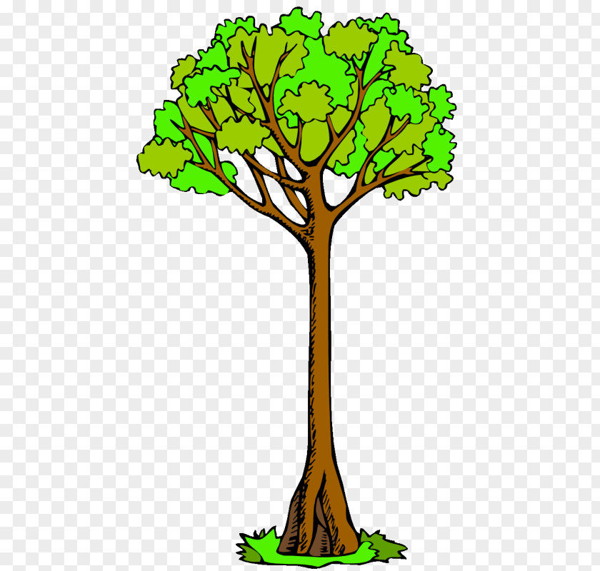 Tree Branch Clip Art Drawing Kauri PNG