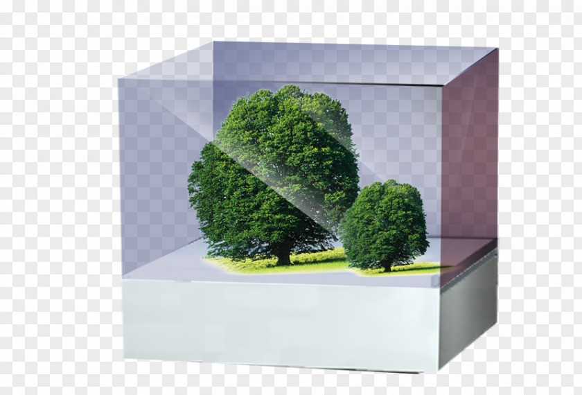 Box Tree PNG