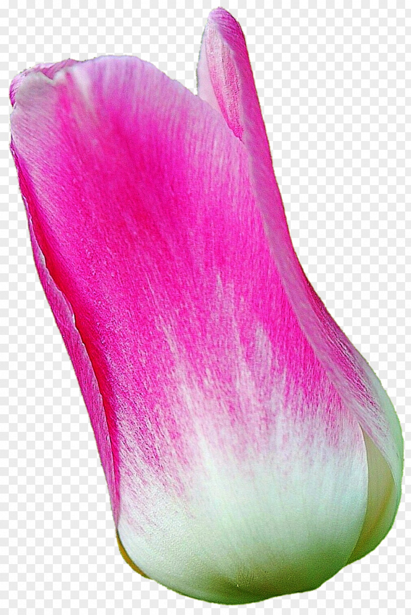 Pink Tulip Flower Petal Plant Magenta PNG