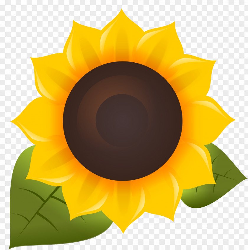 Sunflower Oil Common Free Software Clip Art PNG