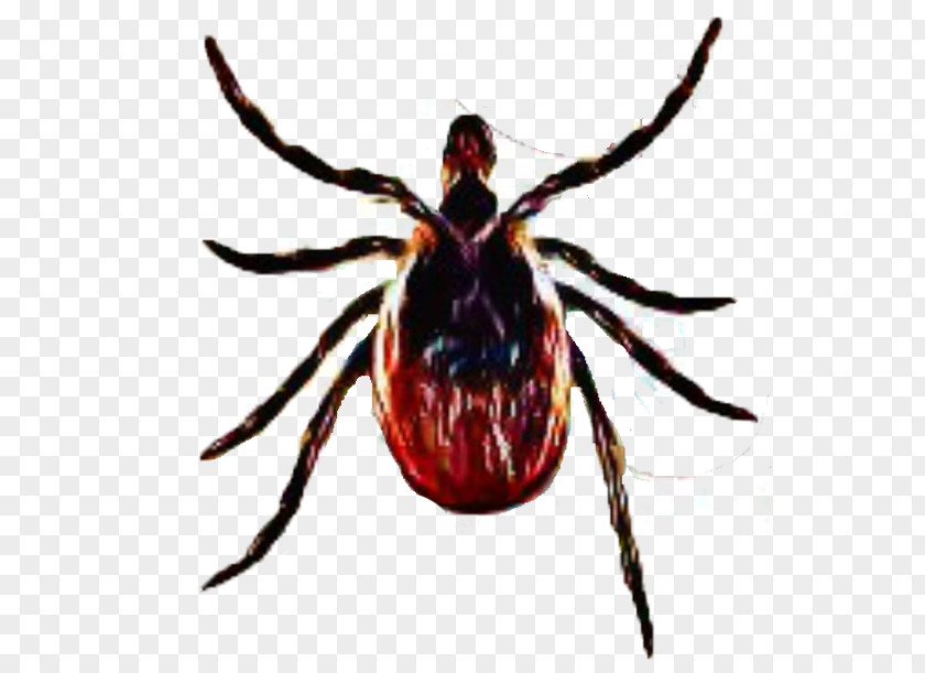 Deer Tick Virus Tick-borne Disease Lyme PNG