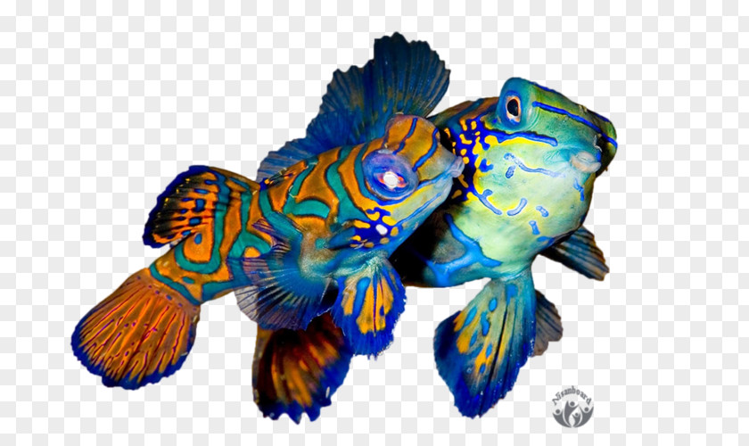 Fish Cobalt Blue Mandarinfish Marine Biology Tropical PNG