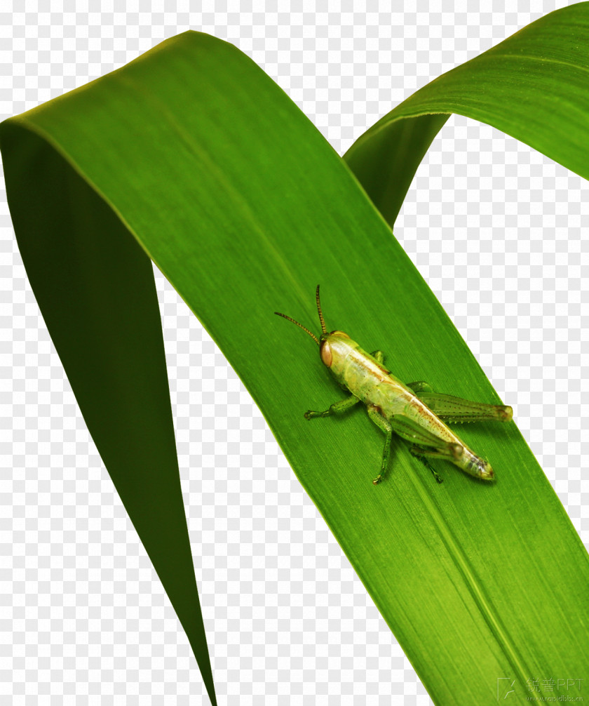 Green Grass Grasshopper Material Cartoon Icon PNG