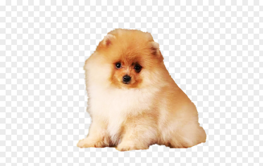 Puppy German Spitz Klein Pomeranian Volpino Italiano PNG