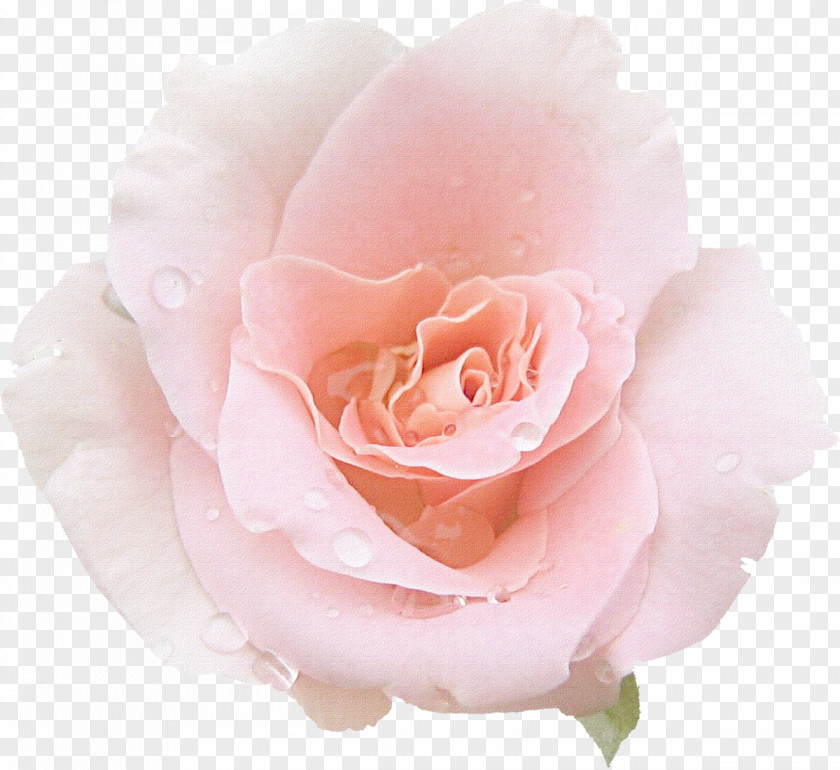 Rose Garden Roses Pink Centifolia Cut Flowers Floribunda PNG