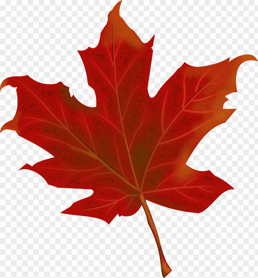 Autumn Leaves Leaf Canada PNG