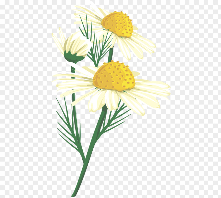 Chrysanthemum Common Daisy Oxeye Roman Chamomile Floral Design PNG