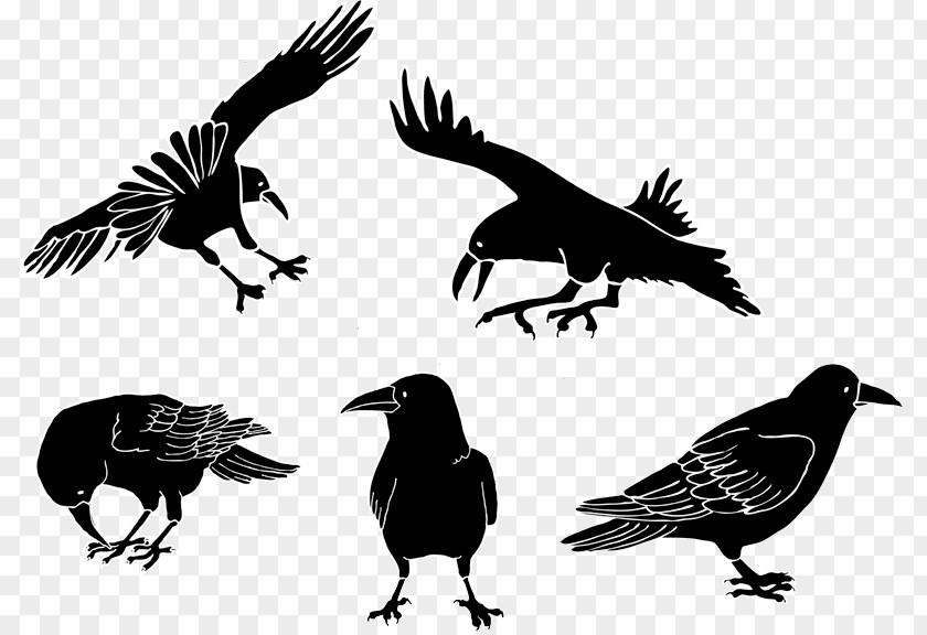 Crow American Drawing Cartoon PNG