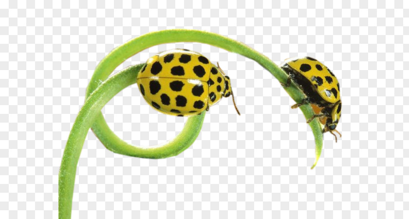 Insect Ladybird Butterfly PNG