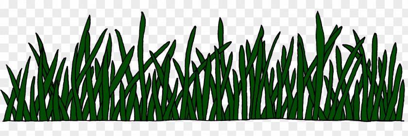 Real Grass Sweet Vetiver Commodity Wheatgrass Chrysopogon PNG