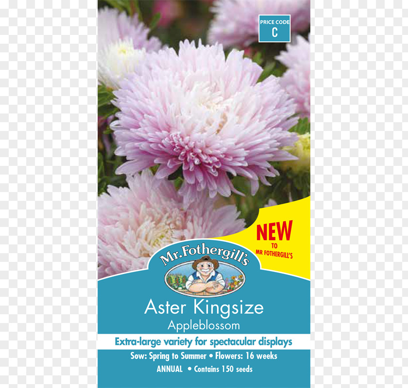 Aster Flower Callistephus Chinensis Seed Cut Flowers Flowering Plant PNG