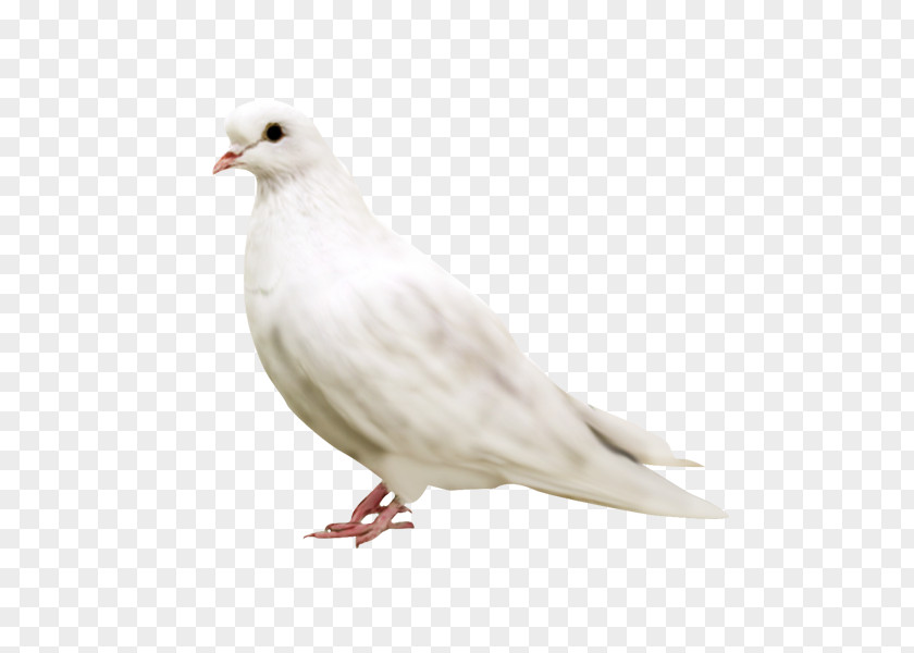 Bird Columbidae Domestic Pigeon Paper PNG