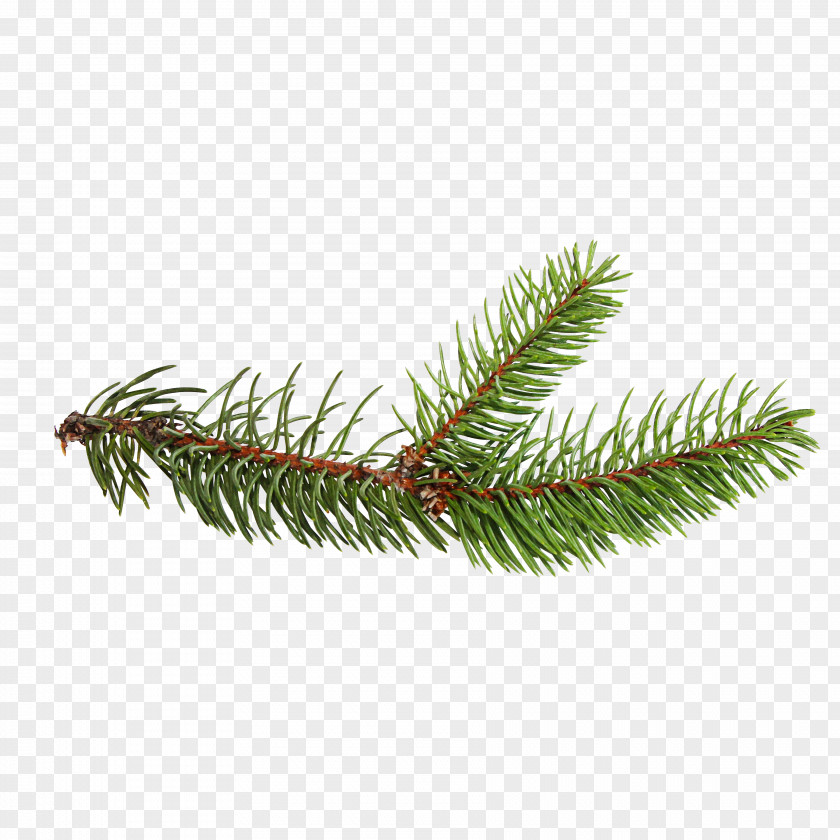 Christmas Spruce Ornament Evergreen PNG