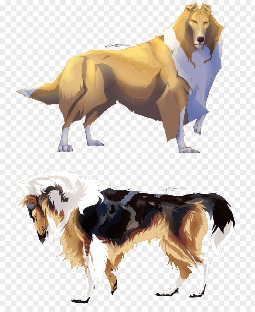 Hairy Dog Breed Canidae Carnivora PNG