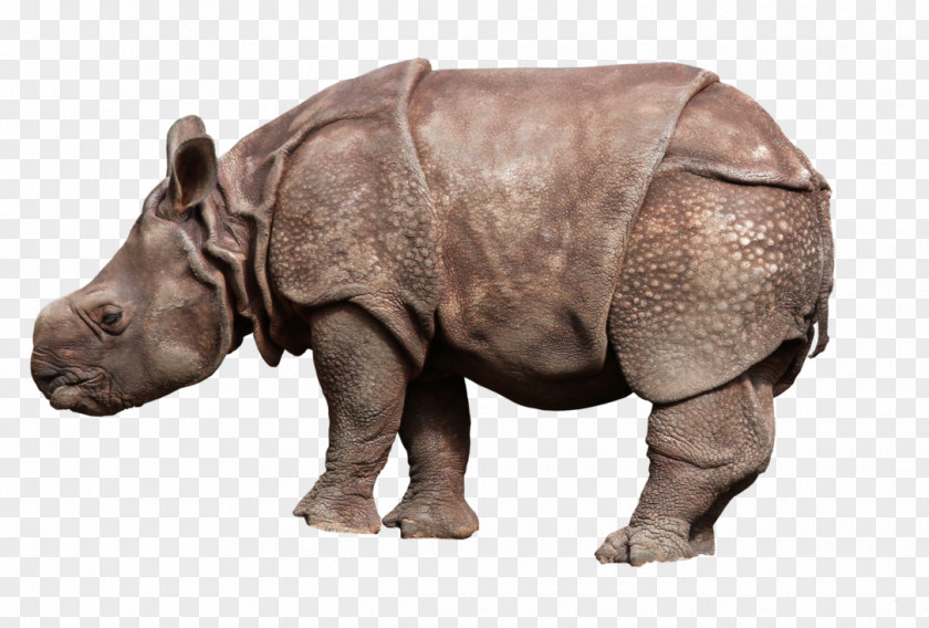 Rhinoceros African Rhino Clip Art PNG