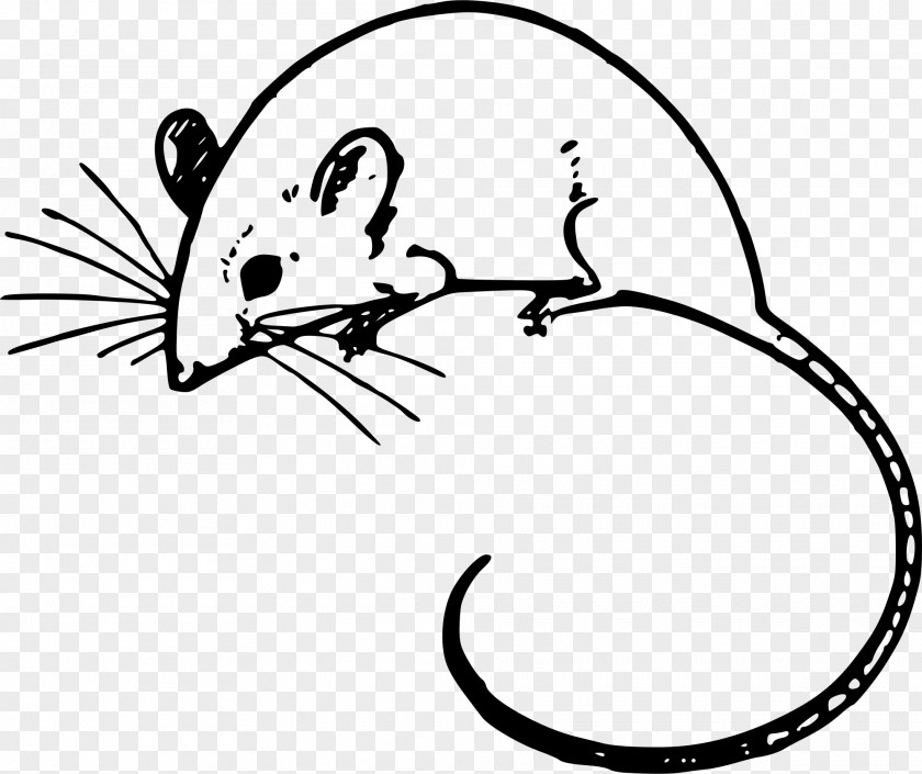 Snout Whiskers Mouse Line Art Rat Pest Muridae PNG