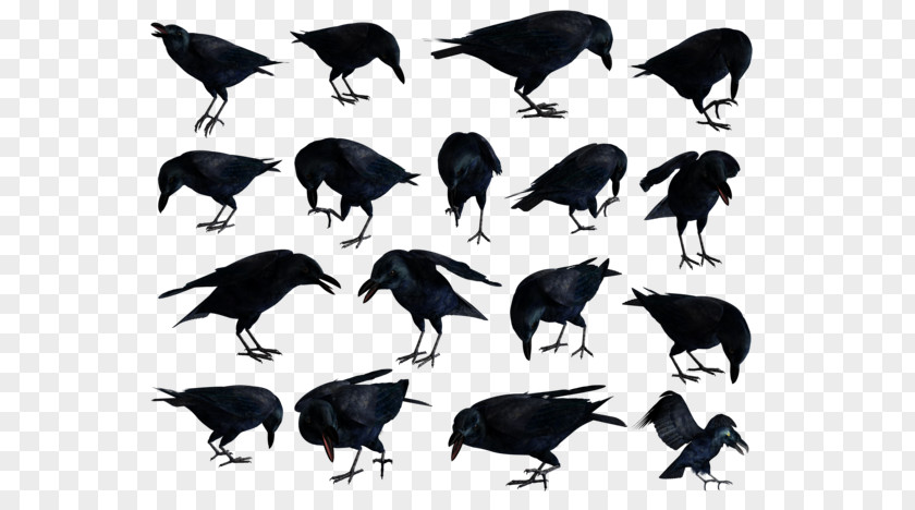 American Crow Rook Common Raven Clip Art PNG