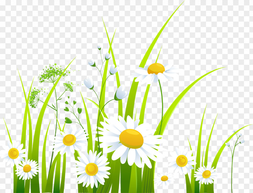 Chrysanthemum Spring Clip Art PNG