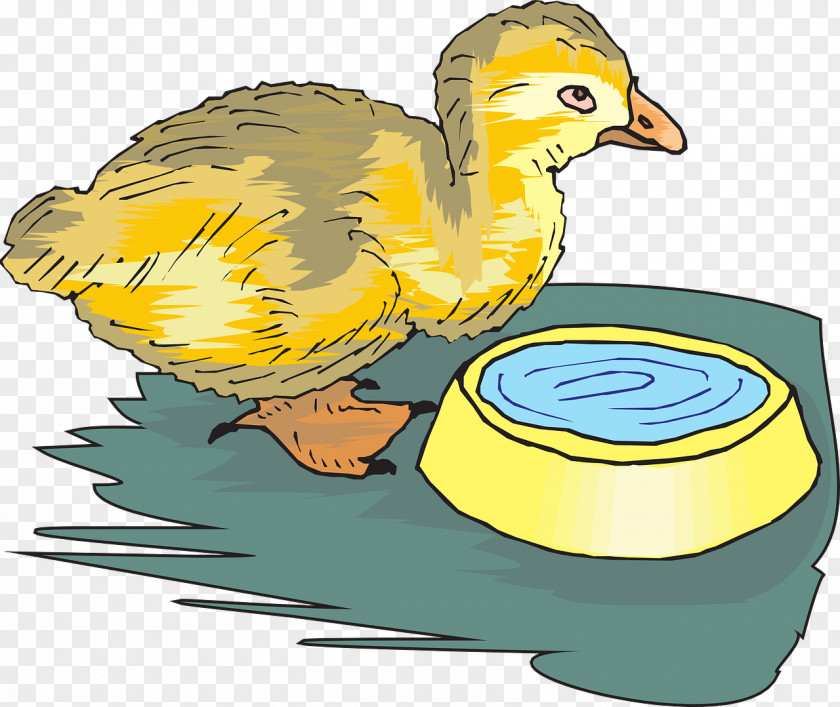 Duck Bird Chicken Water Clip Art PNG