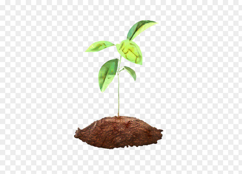 Leaf Tree PNG