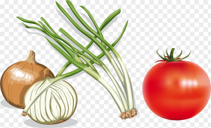 Onions Tomato Onion Vector Material Vecteur Computer File PNG